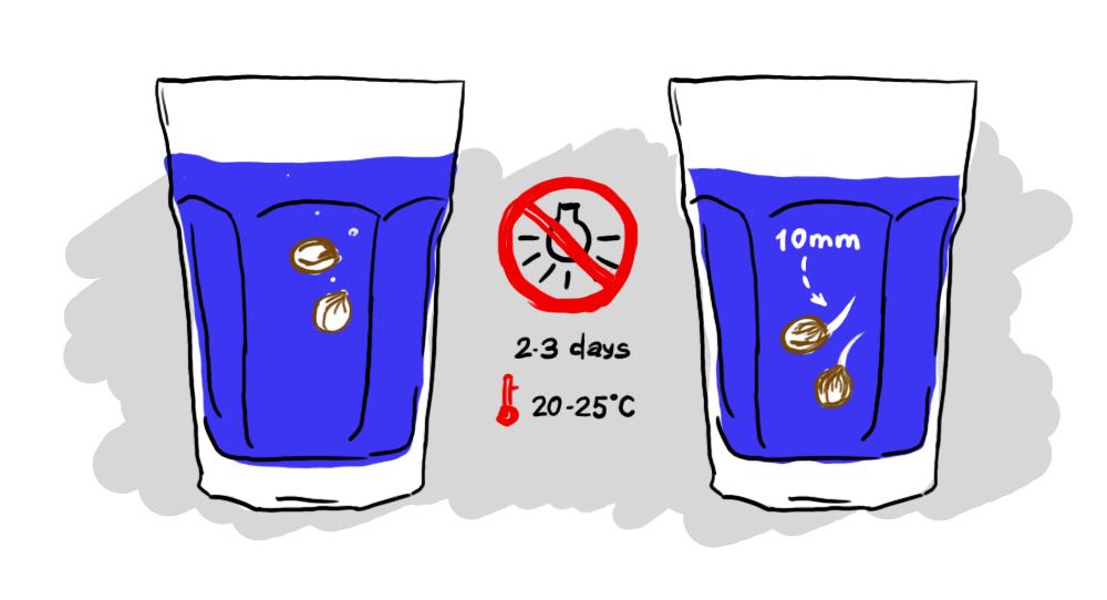 How To Germinate Seeds And Get Your First Crop SeedsPlug