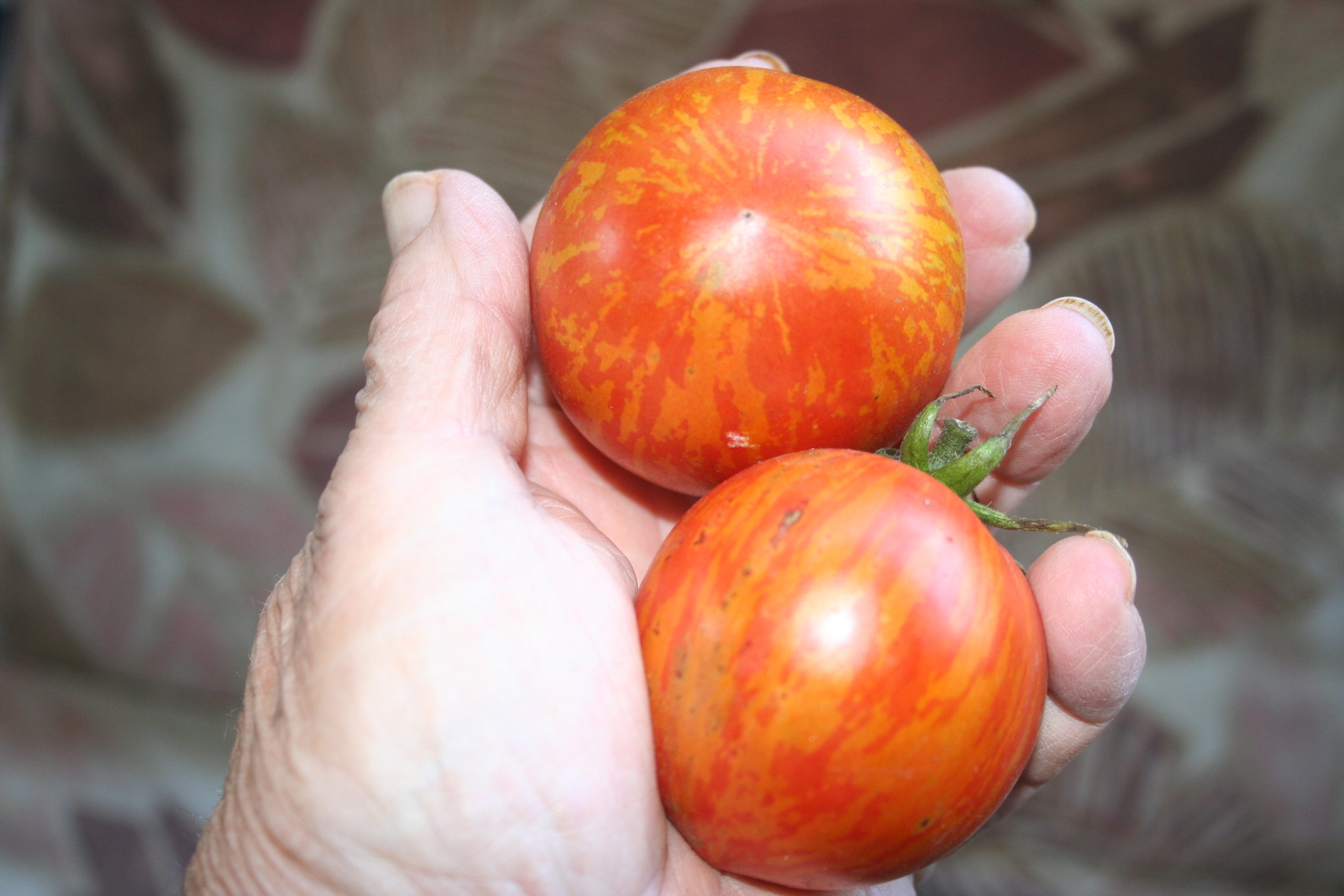 Red Zebra Tomato Plants