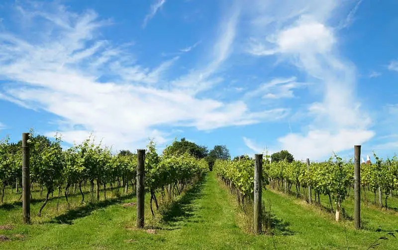 Bellarine Wineries A MustHave Guide To Bellarine Peninsula Wineries