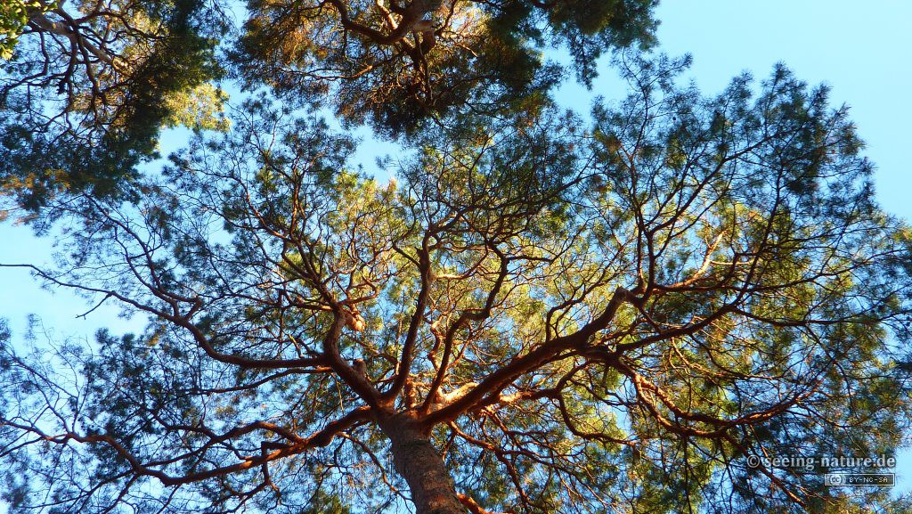 Plants Seeing Nature