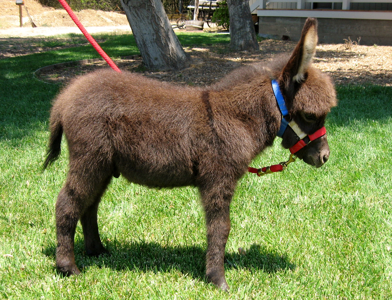 Miniature Donkeys For Sale at Seein' Spots Farm Miniature Donkeys and