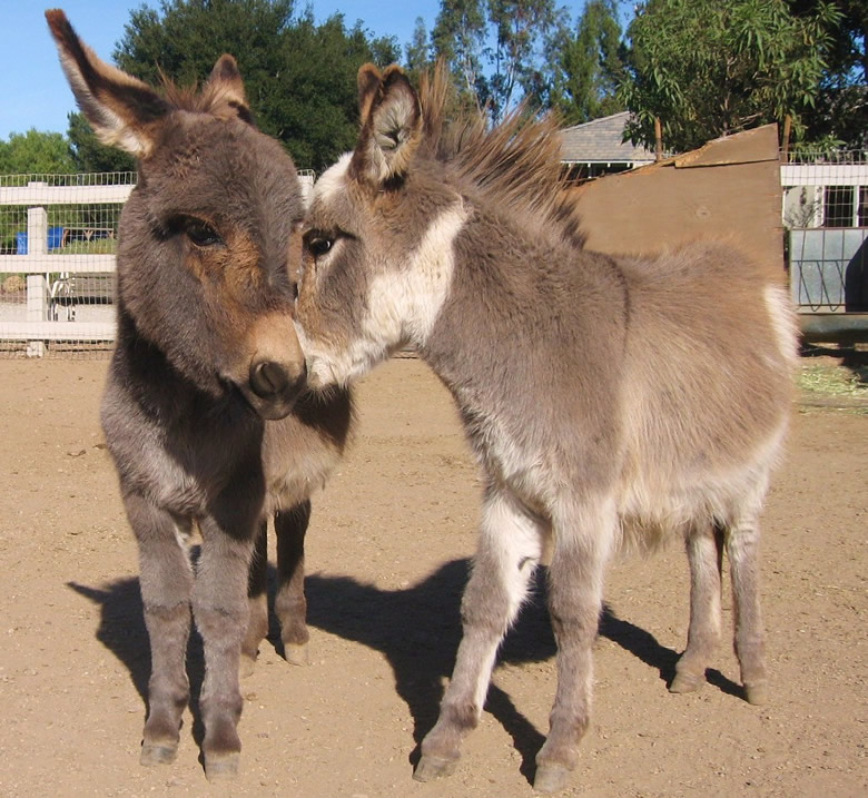 Miniature Donkeys For Sale at Seein' Spots Farm Miniature Donkeys and