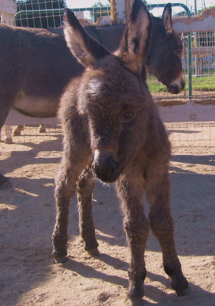 Miniature Donkeys For Sale at Seein' Spots Farm Miniature Donkeys and