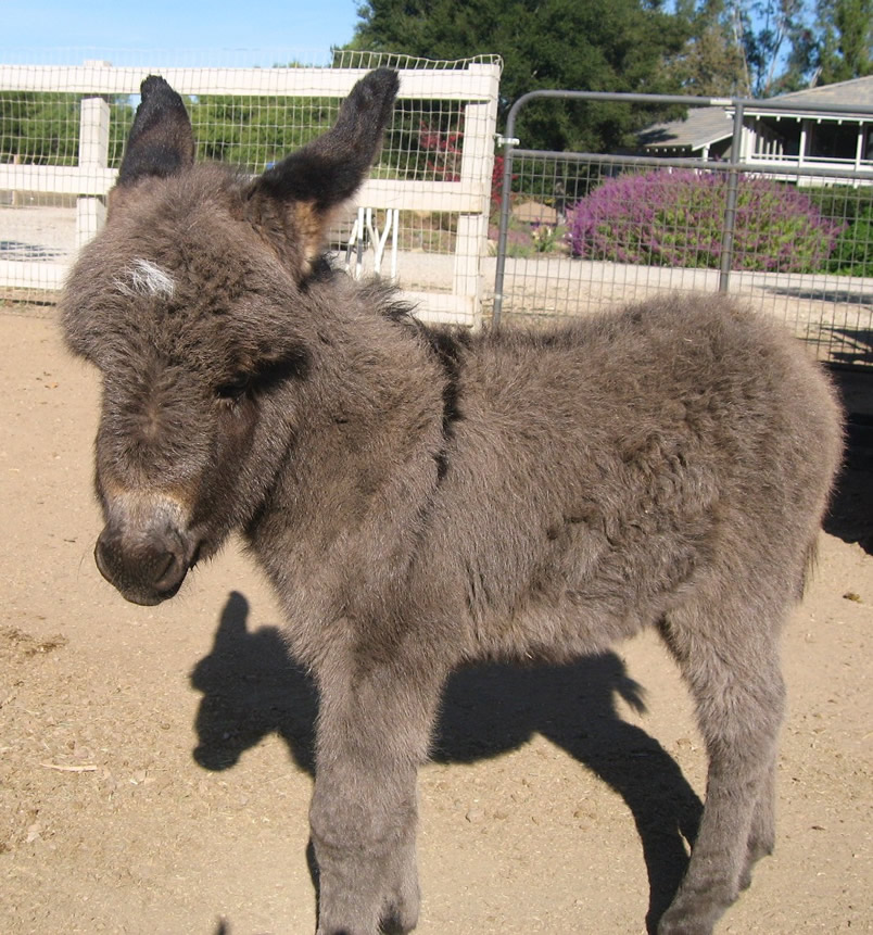 Miniature Donkeys For Sale at Seein' Spots Farm Miniature Donkeys and