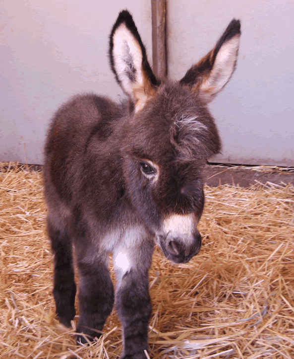 Miniature Donkeys For Sale at Seein' Spots Farm Miniature Donkeys and