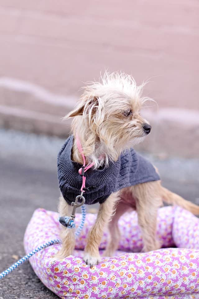 dog sweater sewing pattern and cute puppy pictures! see