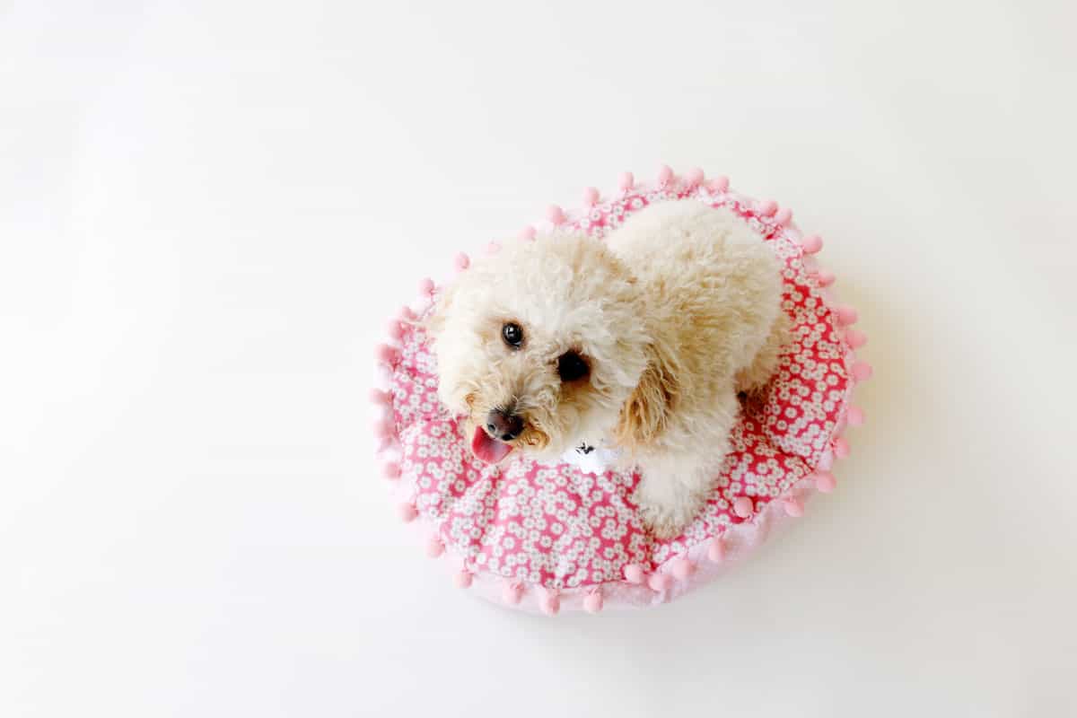 DIY Dog Bed Pattern Small to Large see kate sew