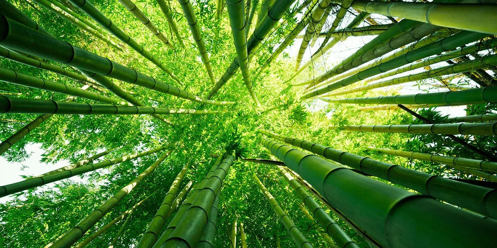 How Fast Does Bamboo Grow How Does Bamboo Grow So Fast