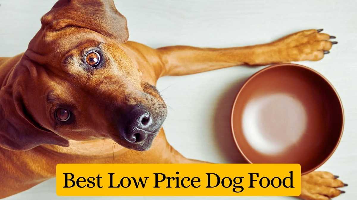 Best Low Price Dog Food SeekForUs