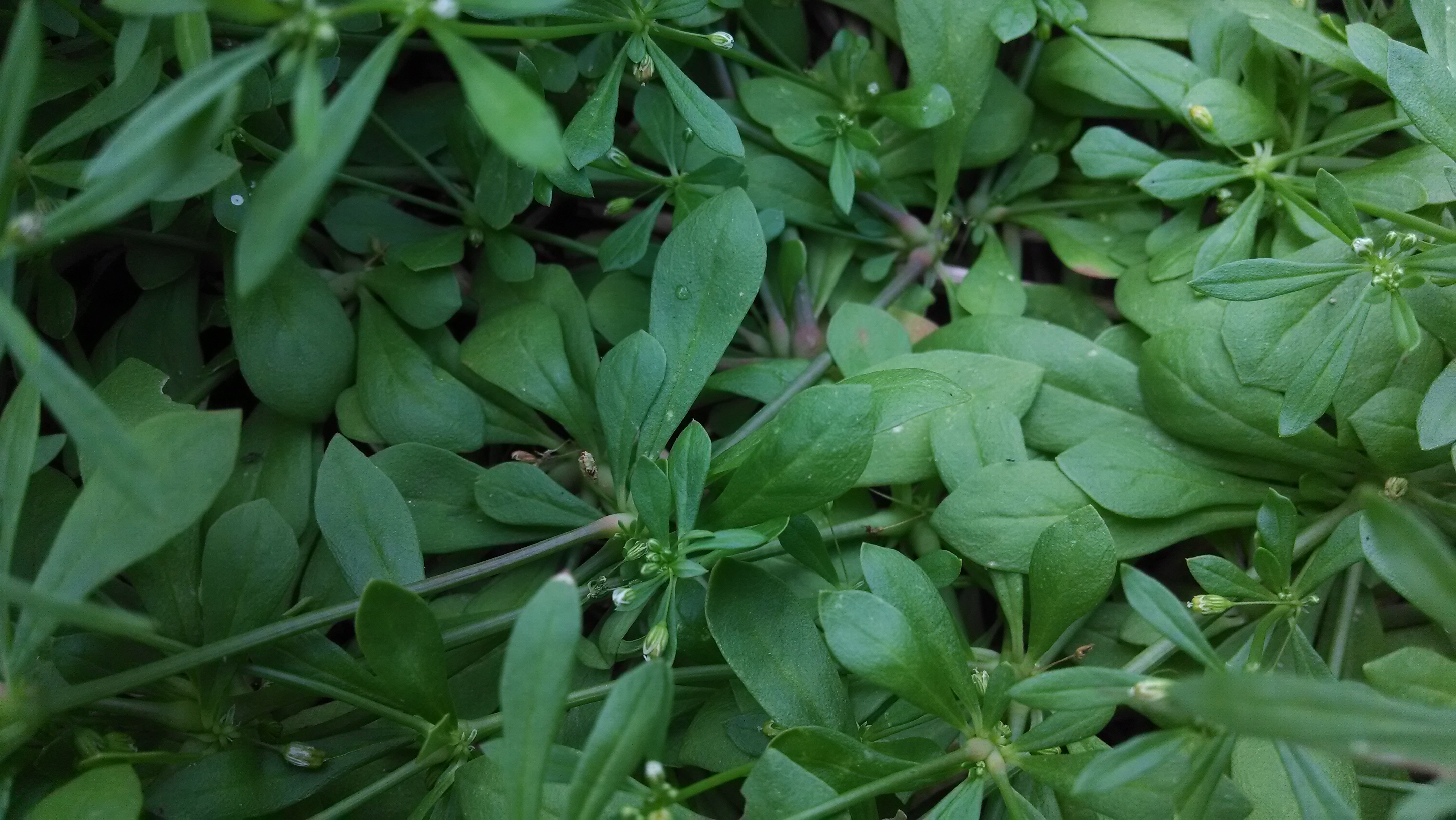 Purslane Weed Recipe Purslane, Yogurt, Dill, Cucumber, Sour Cream