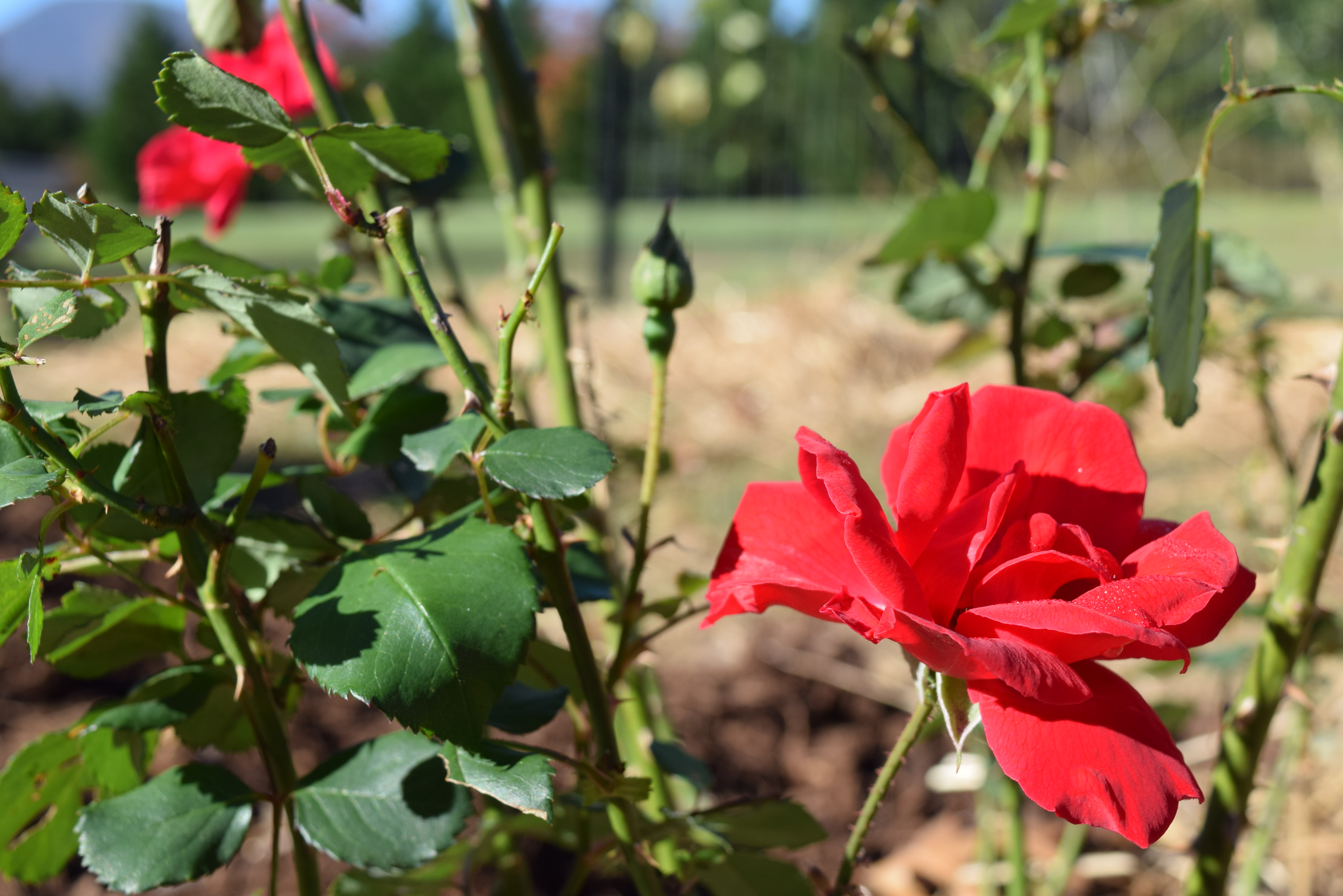 How to Use Roses as Food and Medicine 6 Rose Recipes