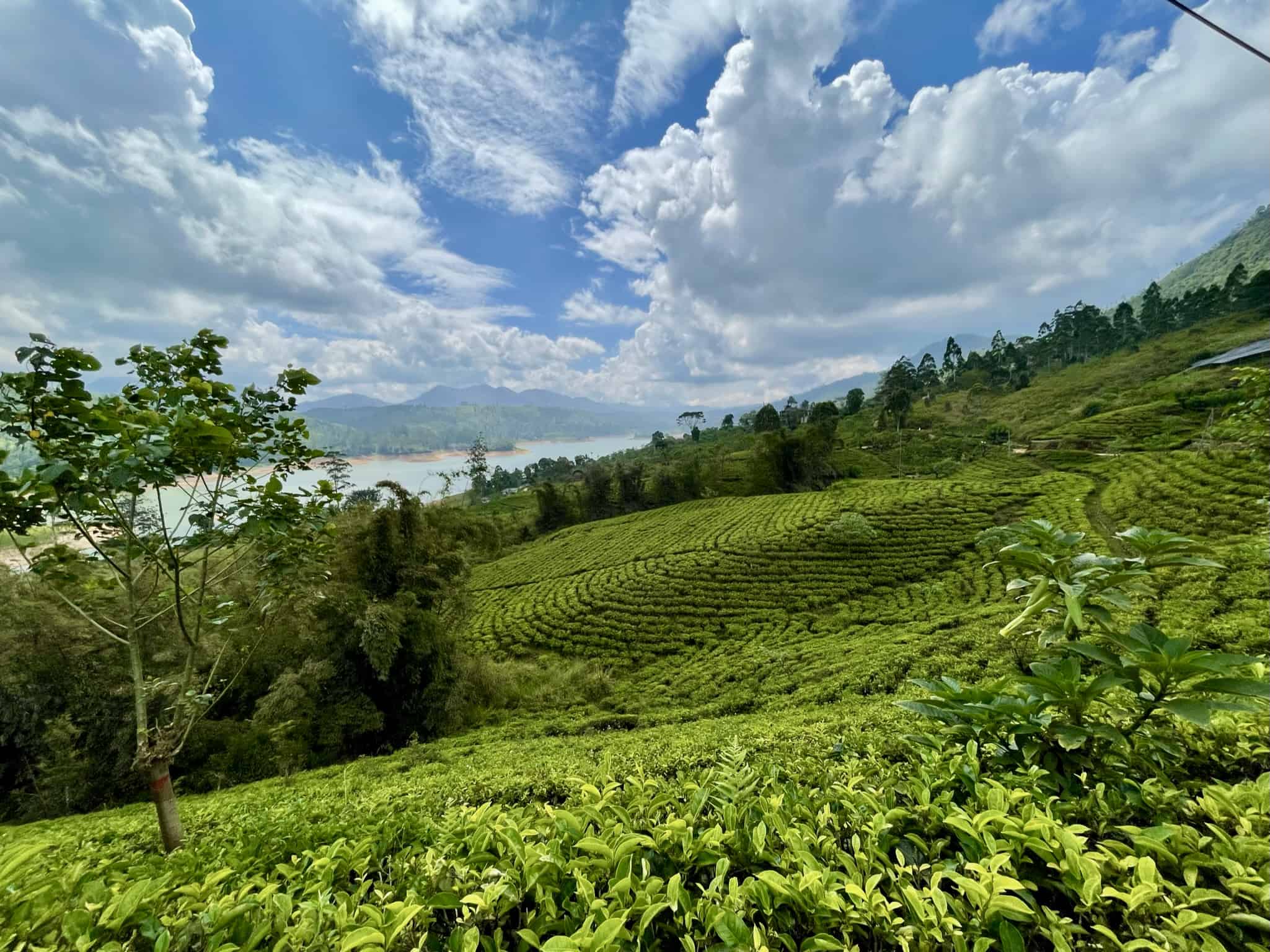 Complete Guide to the Sri Lanka Tea Fields (2024)
