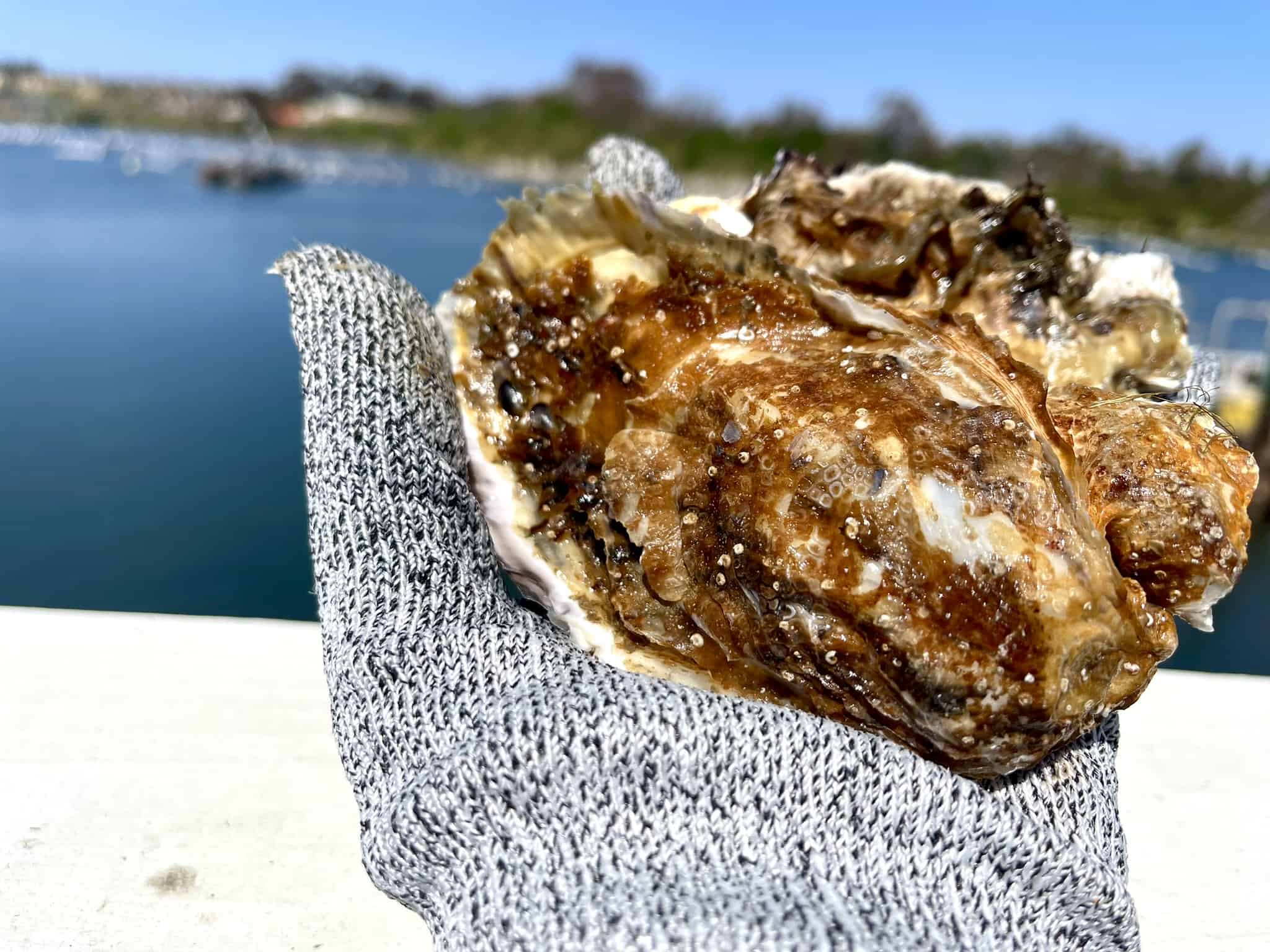 Carlsbad Oyster Farm Tour Ultimate Guide From a Local! (2024)
