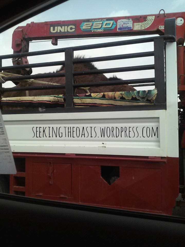 Hofuf Al Ahsa 2014 Seeking the Oasis