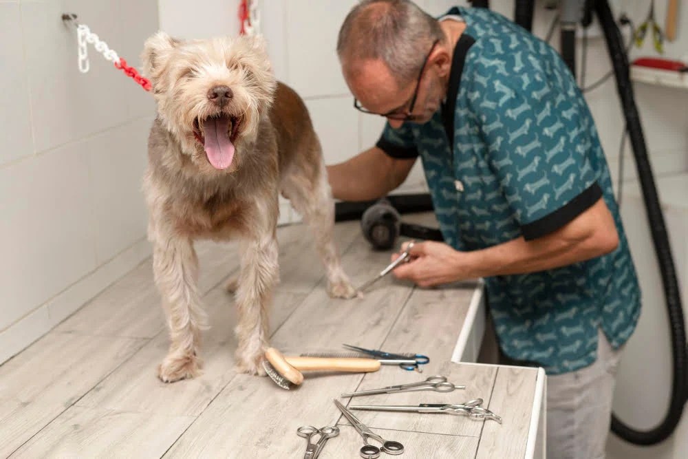 9 Tips to Protect Your Tent Floor From Dog Claws Seeking Thrill