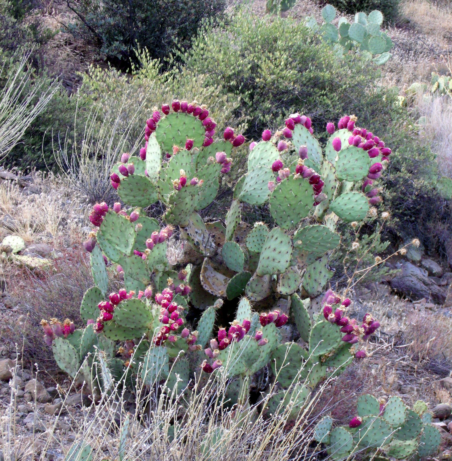 PricklyPear cactus Scott's Place...Images and Words