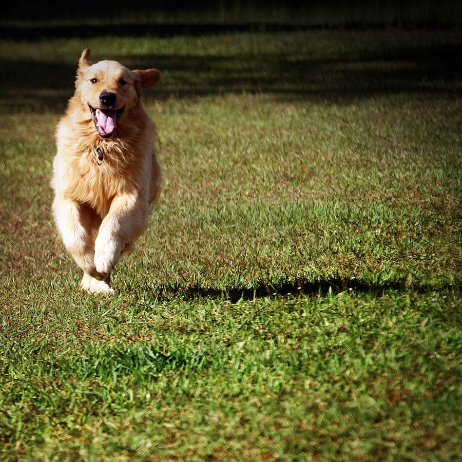 Dogs and bicycles See Me Wear High Visibility Cycling Jerseys