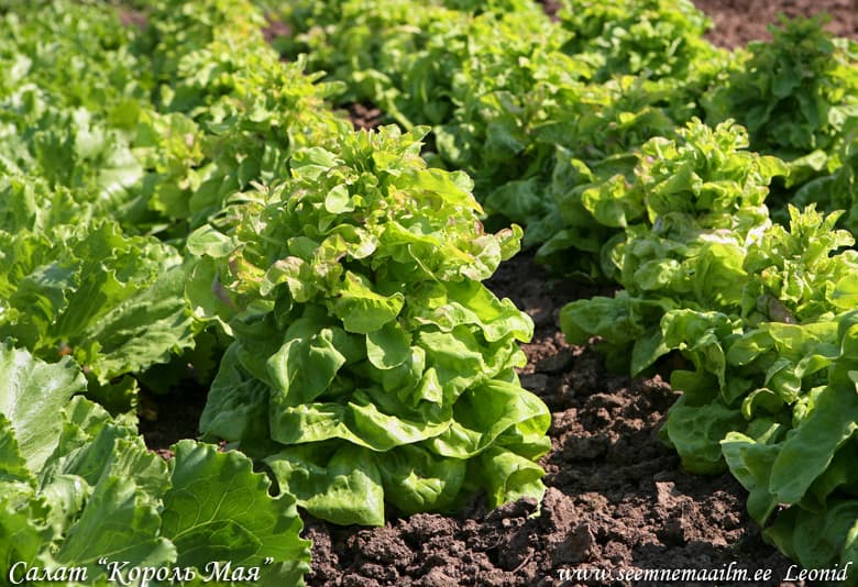 Lettuce May King
