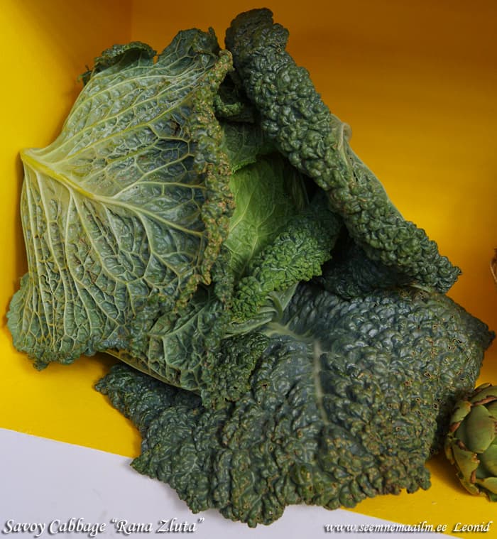 Savoy cabbage Pasqualino seeds buy online