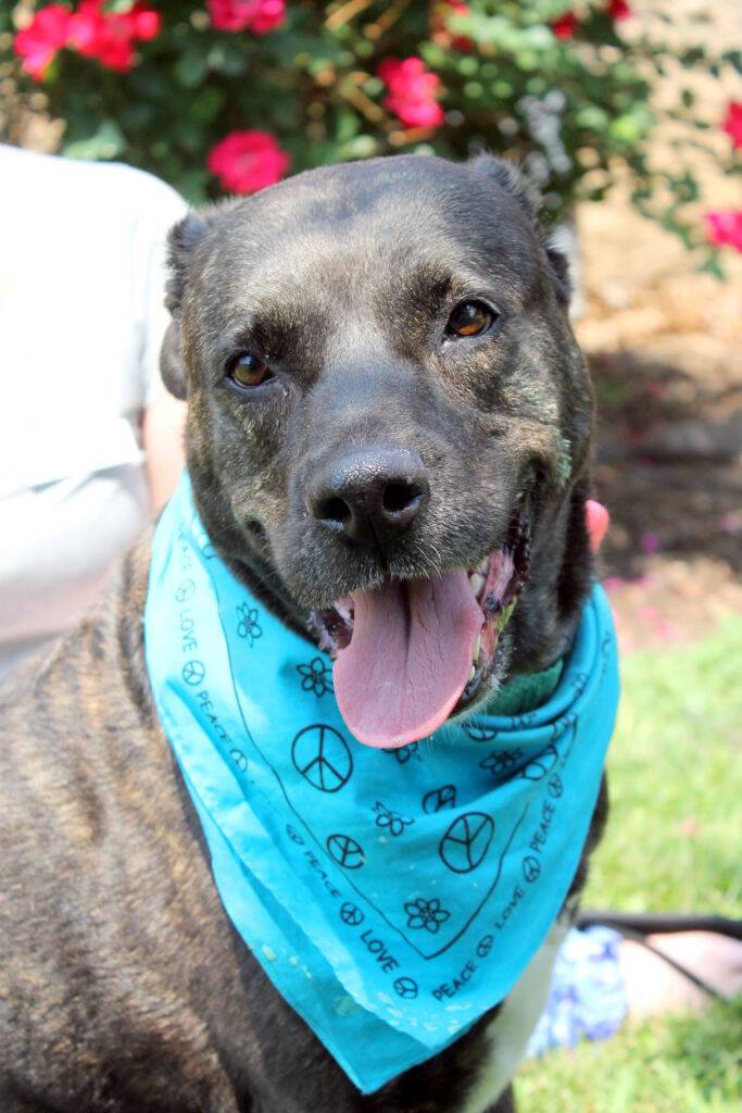 Humane League of Lancaster County See Mom Click