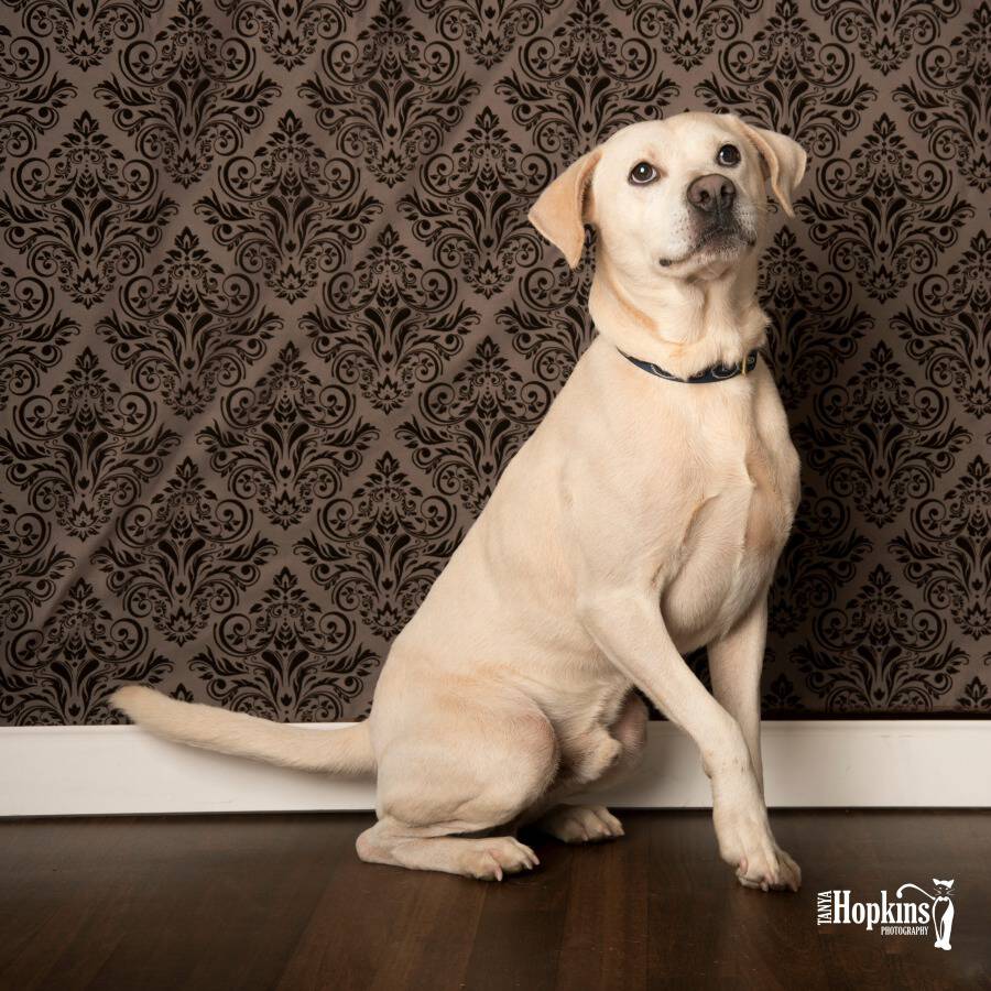 Humane League of Lancaster County See Mom Click