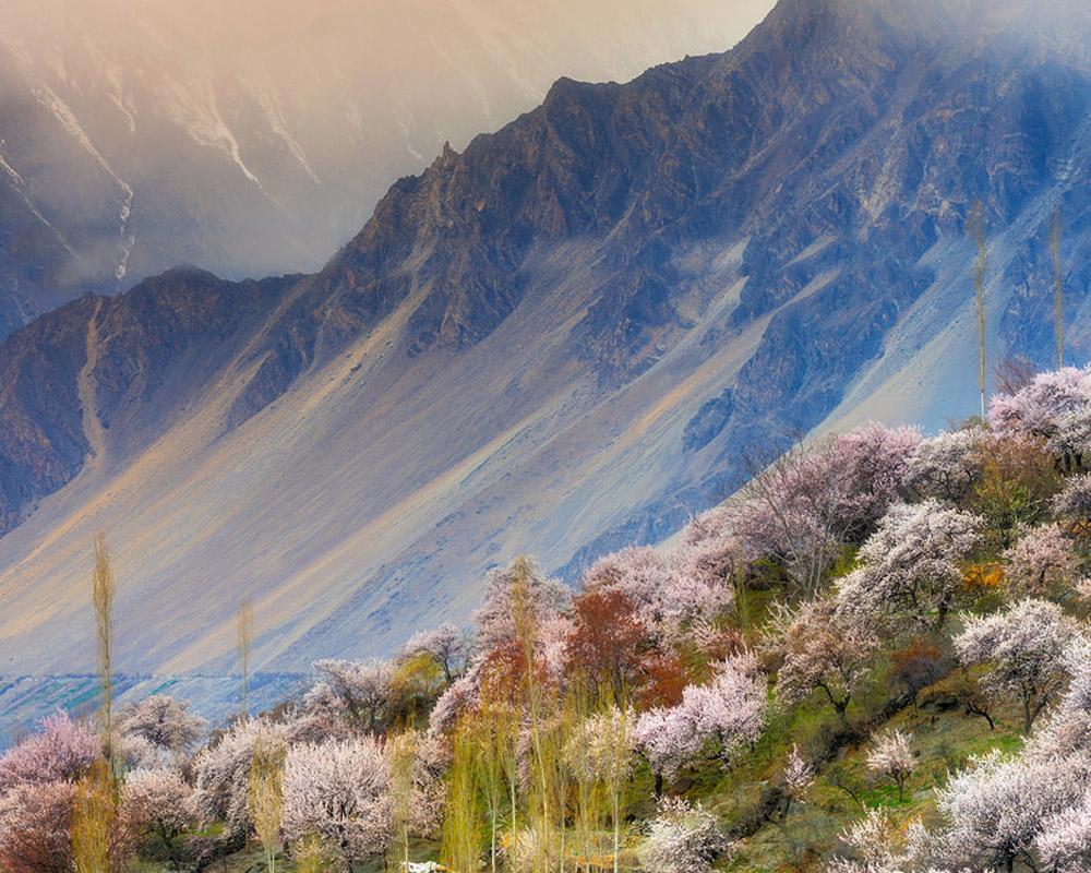 Cherry Blossom Season ; Northern Areas of Pakistan Flourish with Multi