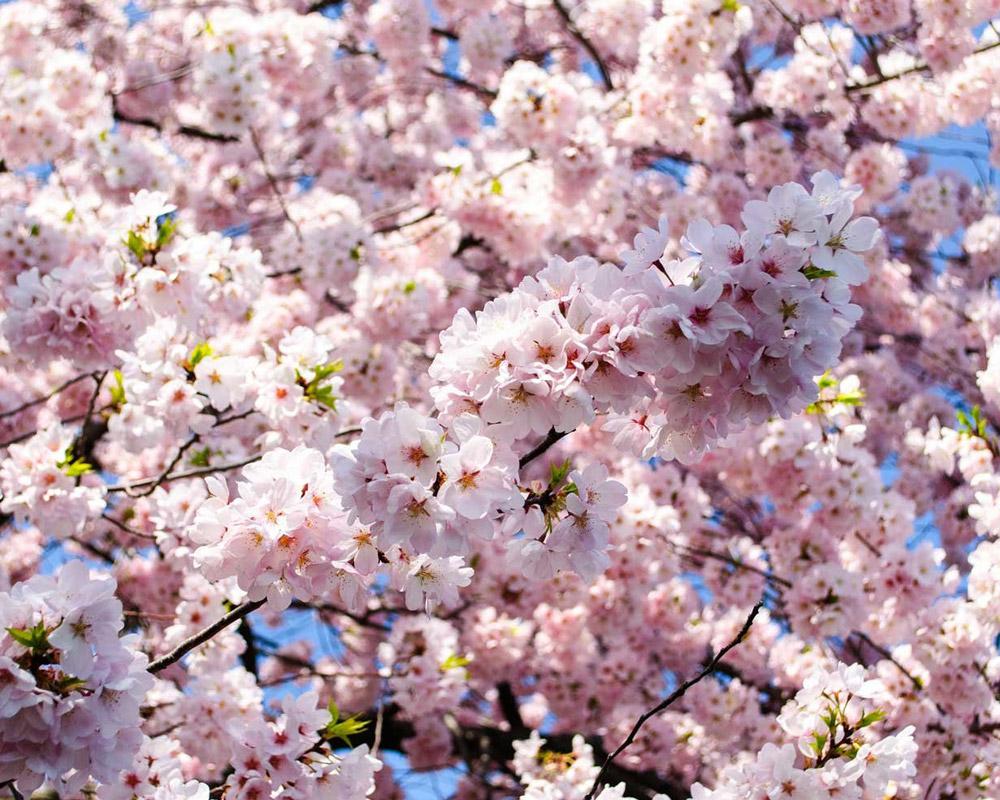 Cherry Blossom Season Cherry Blossom Northern AreasSeePakistanTours