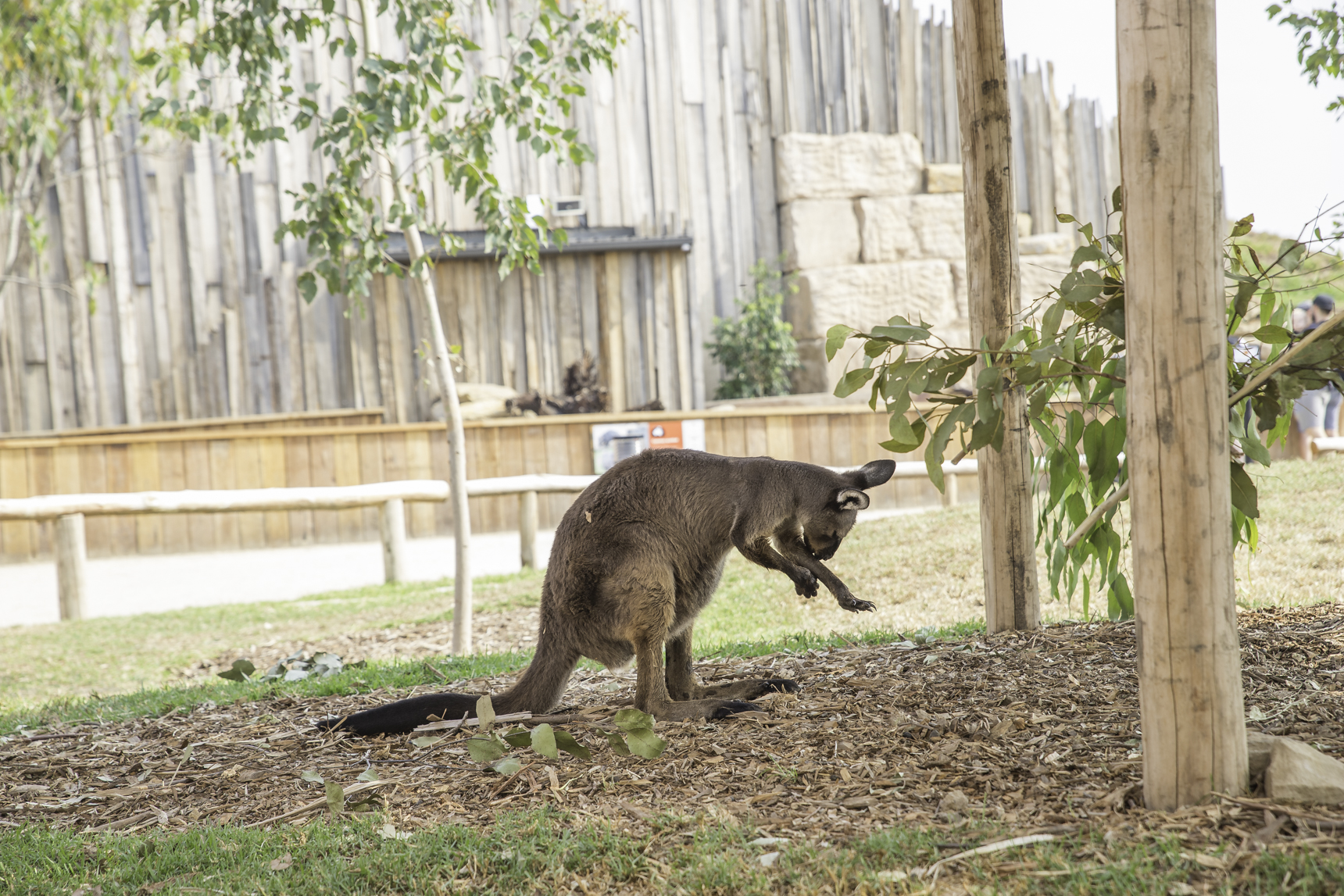 A trip to the new Sydney Zoo in Bungarribee See.Taste.Do