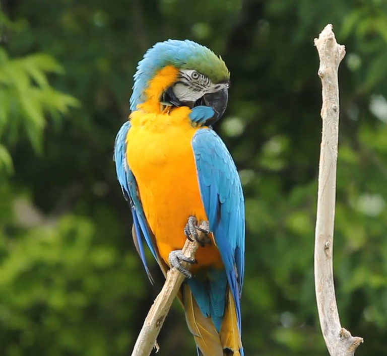 Seabird facts and what makes these coastal species special