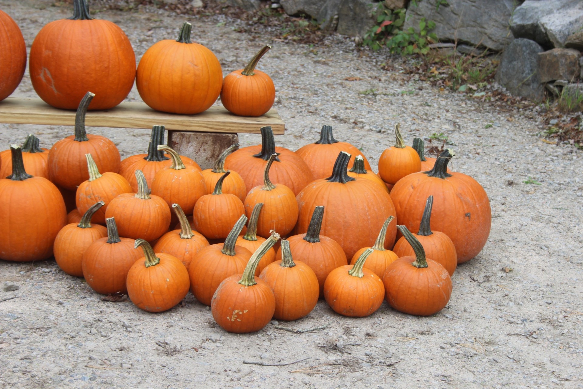 The Sweet Spot....Pelloni Farm WESTERLY RI