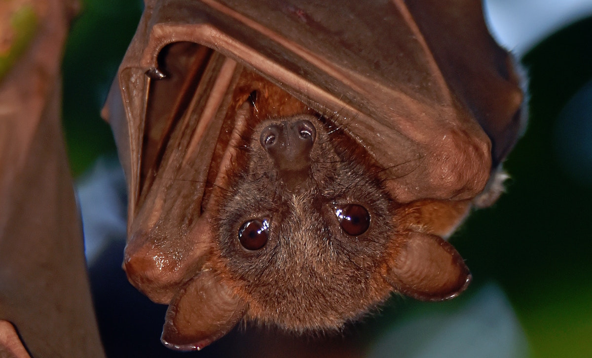 Nighttime Pollinators to Invite into Your Garden this Summer