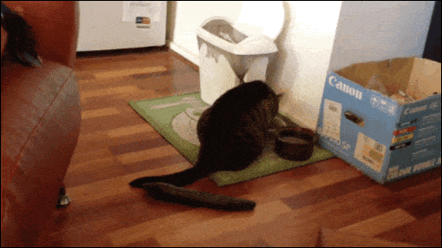 Por que os gatos se assustam com pepinos? Entenda Segredos do Mundo
