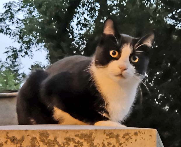 katzencontent Sehpferd Ein sinniges Meinungsmagazin