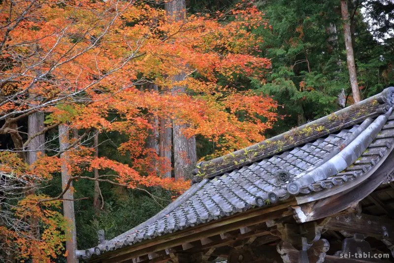【秋の京都 弾丸日帰り紀行4】「勝林院」＆「宝泉院」額縁庭園から眺める散り紅葉 seiの弾丸 海外一人旅blog