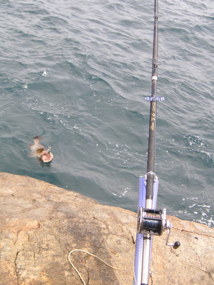 √完了しました！ クエ アラ 釣り 仕掛け ただかわいいフィス