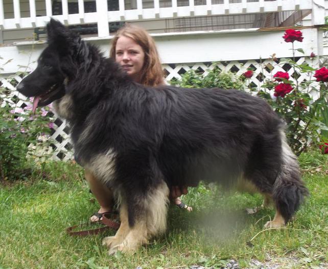 Recklessly All Black Long Haired German Shepherd