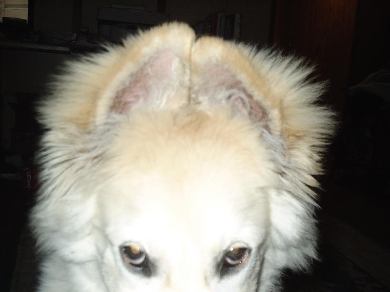 Ear Taping. Am I doing it right?