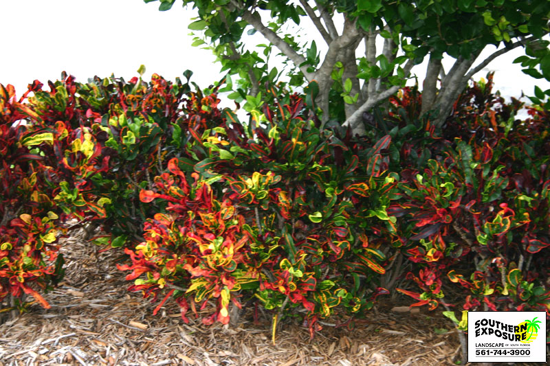 Southern Exposure Landscape of South Florida Inc.