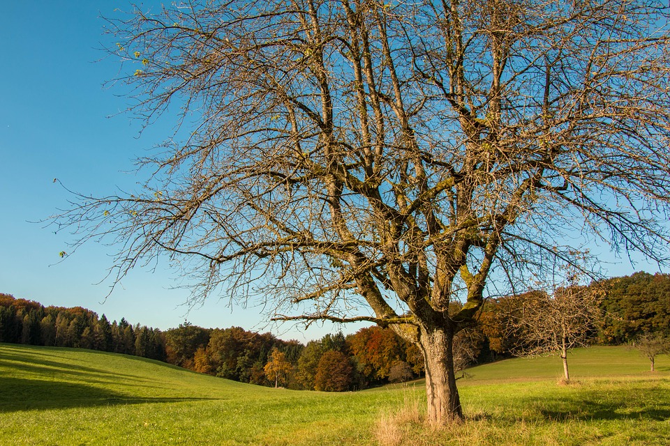 Kleine Gurken werden Gelb und sterben ab ++ Ratgeber
