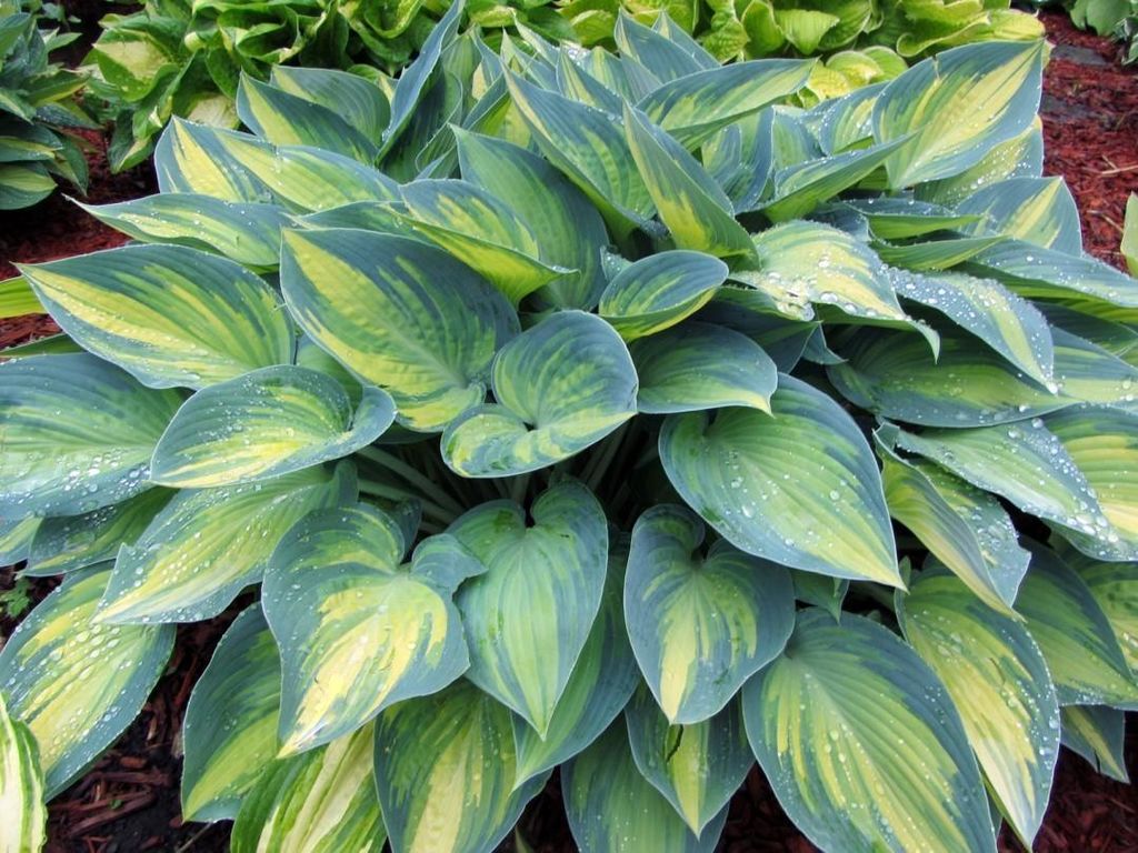 +Hosta Marmalade on Toast