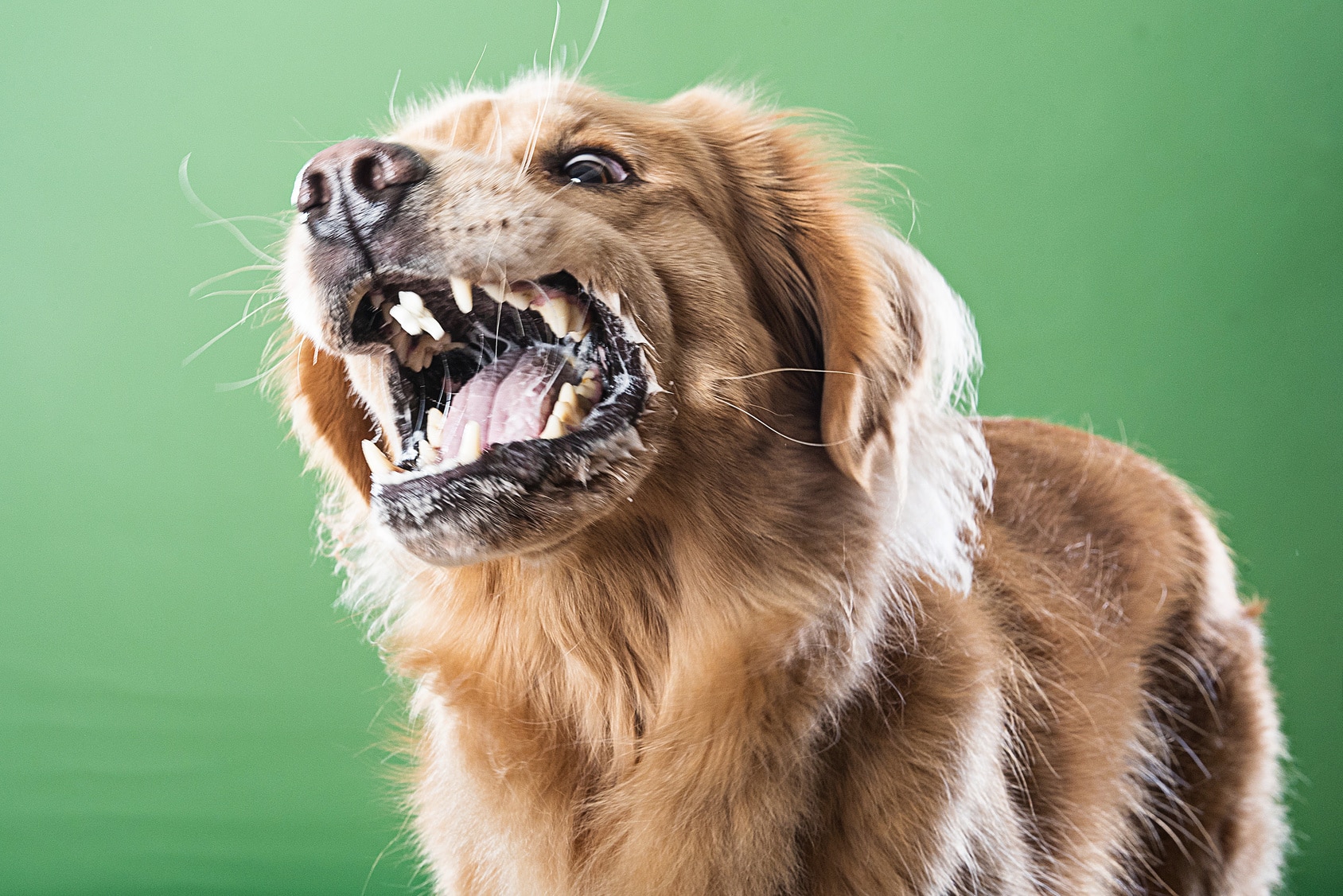 Aggressive barking dog Revista Selecciones México