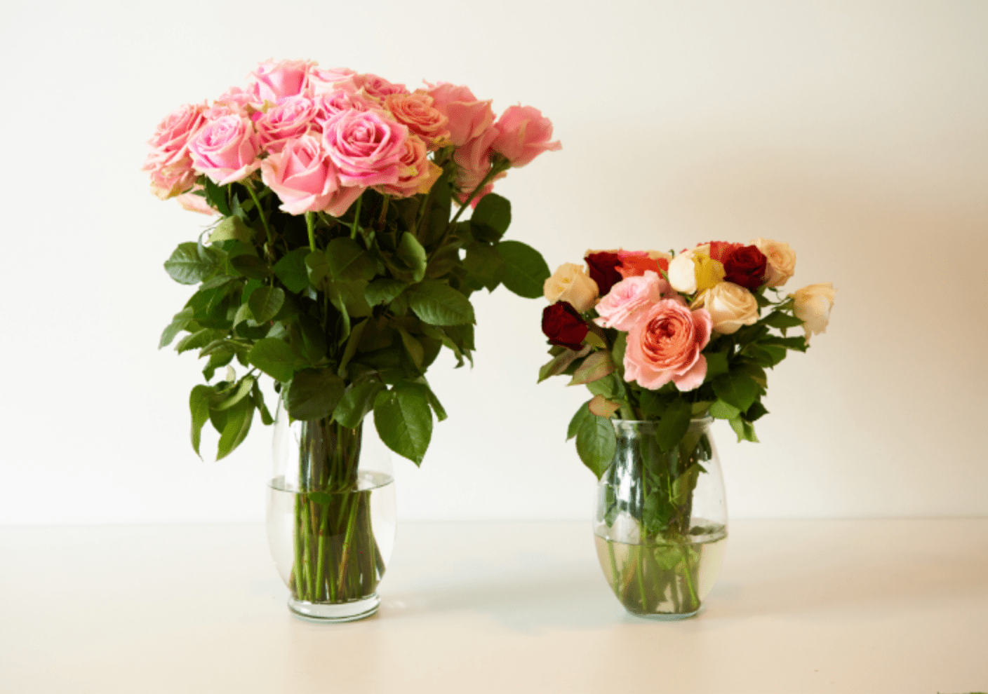 Rose Farmers Discount Save 50 off SELECT