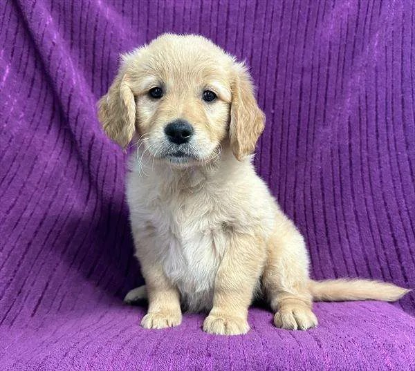 Golden Retriever Puppies Select A Puppy