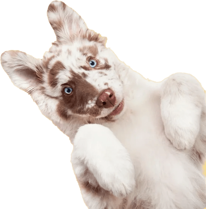 Category Maltipoo Select A Puppy