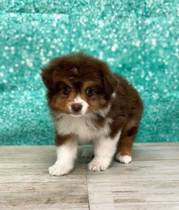 Toy Australian Shepherd x Mini Australian Shepherd 8034 Select A Puppy