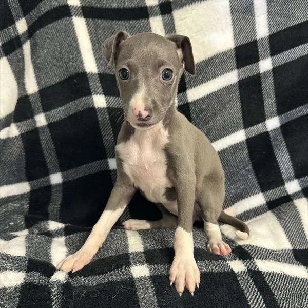 Select a PuppyTrusted Source for PuppiesMiddletown NJ, PA, & NY