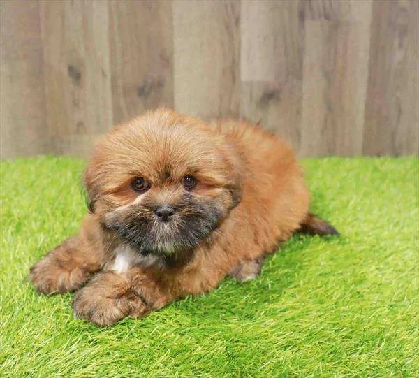 Select a PuppyTrusted Source for PuppiesMiddletown NJ, PA, & NY