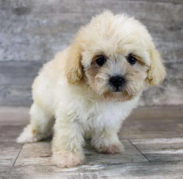 Select a PuppyTrusted Source for PuppiesMiddletown NJ, PA, & NY