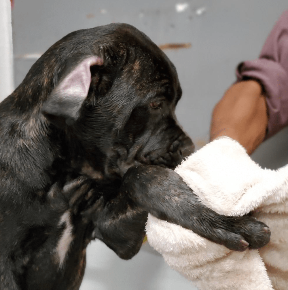 Grooming Select Cane Corso