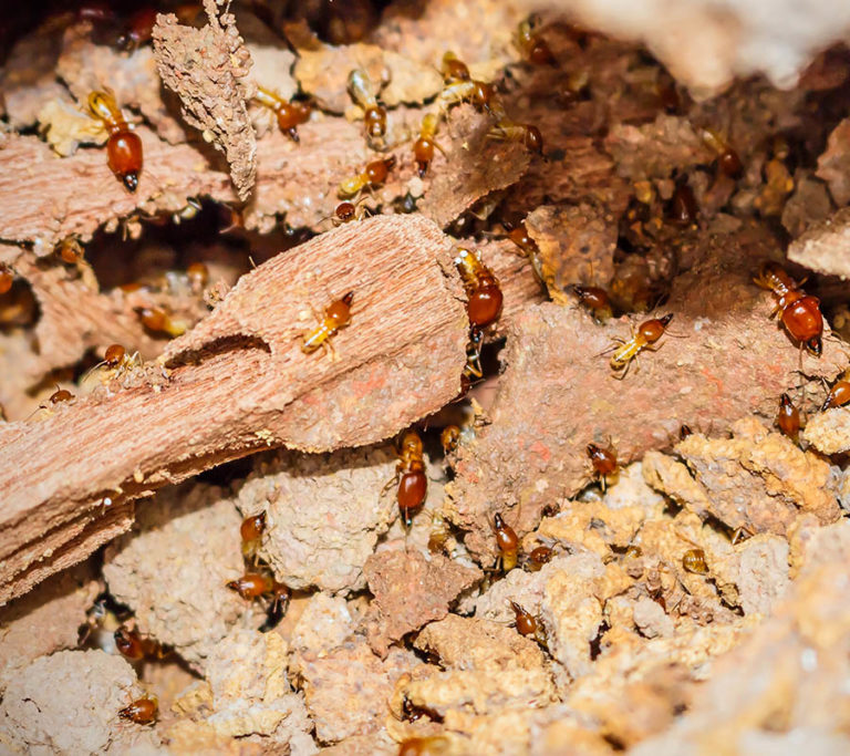 Select Exterminating Pest Control